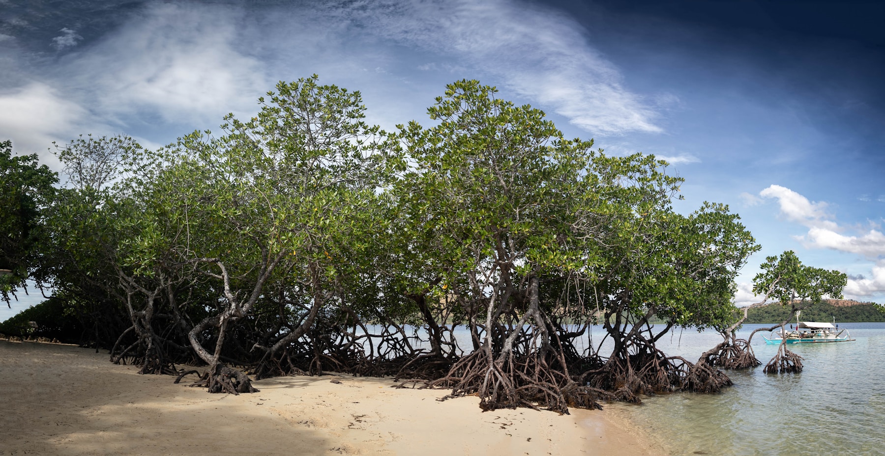 Mangrove restoration in Cambodia coastal communities