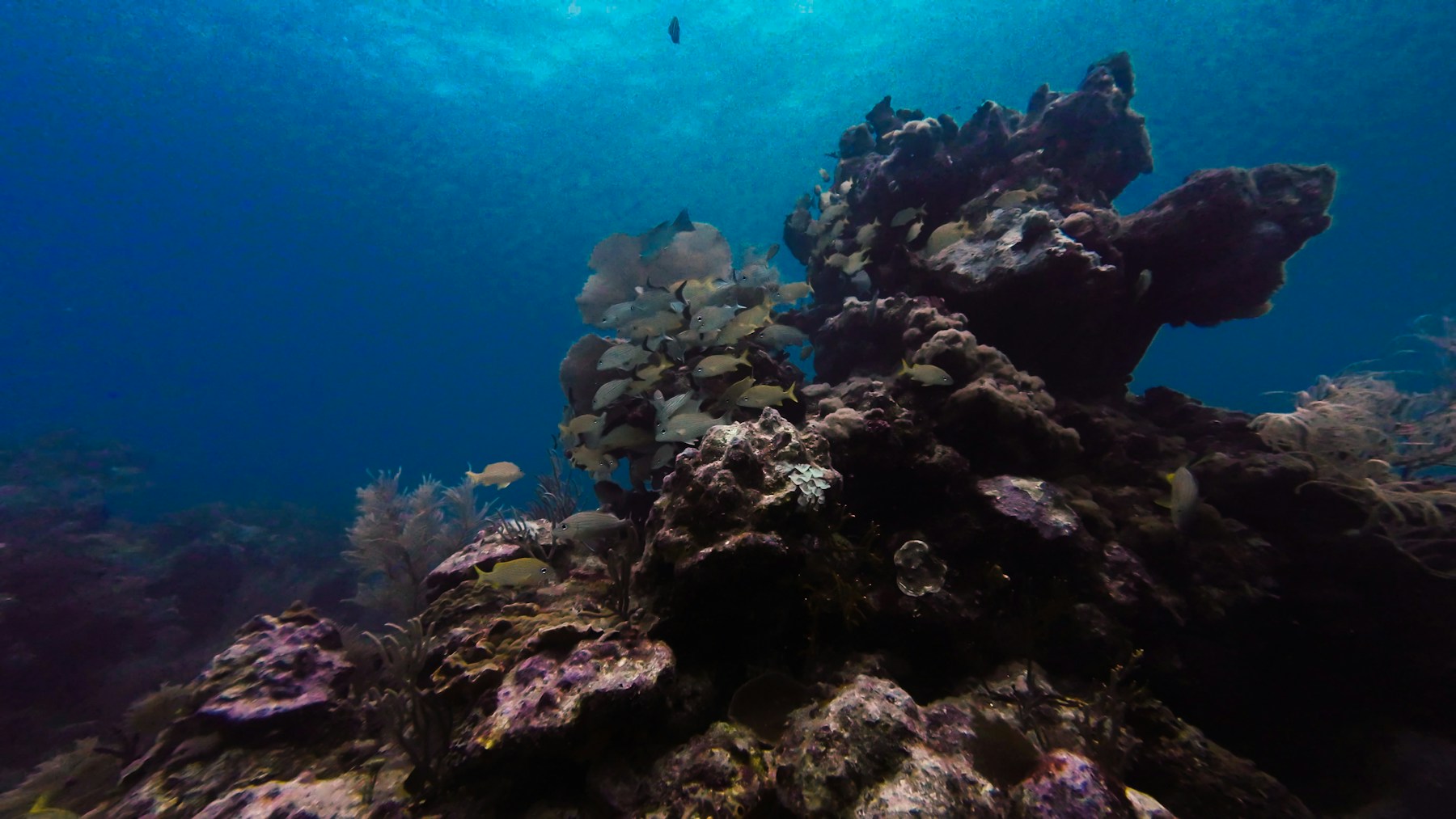 Coral reef monitoring in Cambodia coastal waters