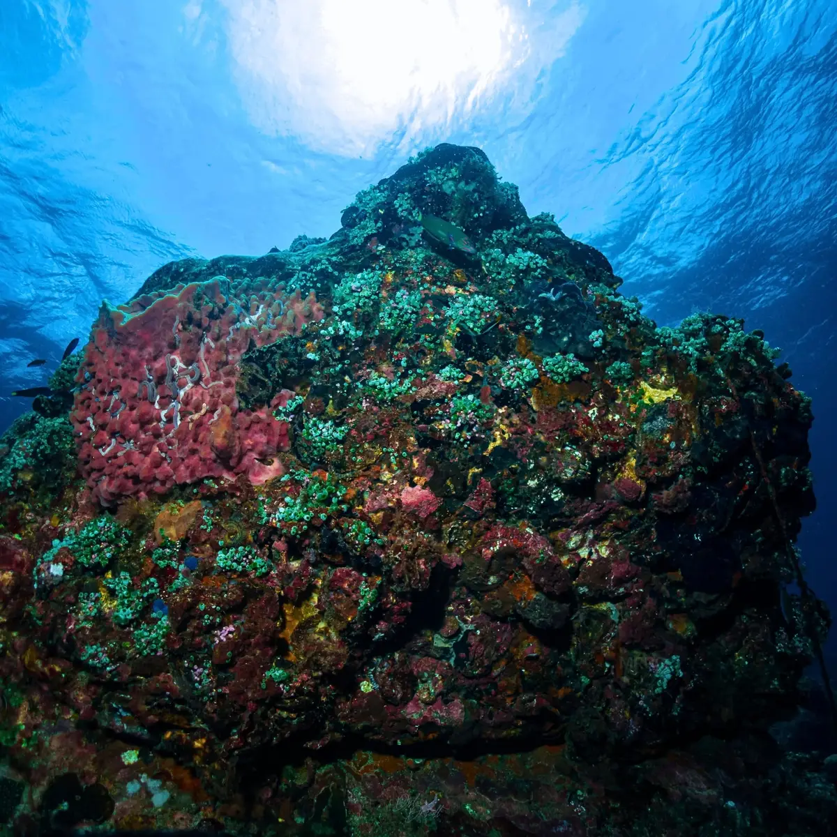 Coral reef photographed by MRPO