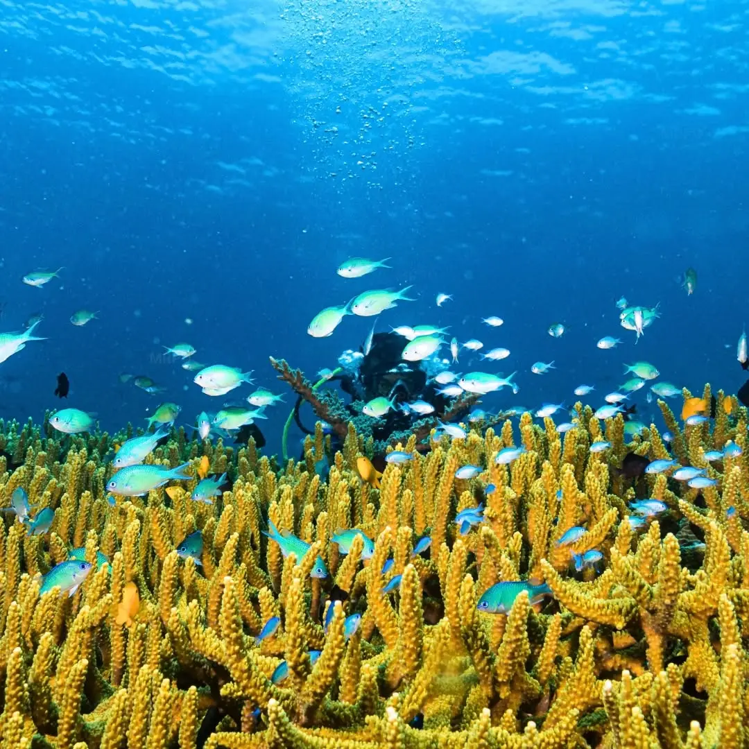 Fish above a coral reef, from MRPO's marine photograph archive