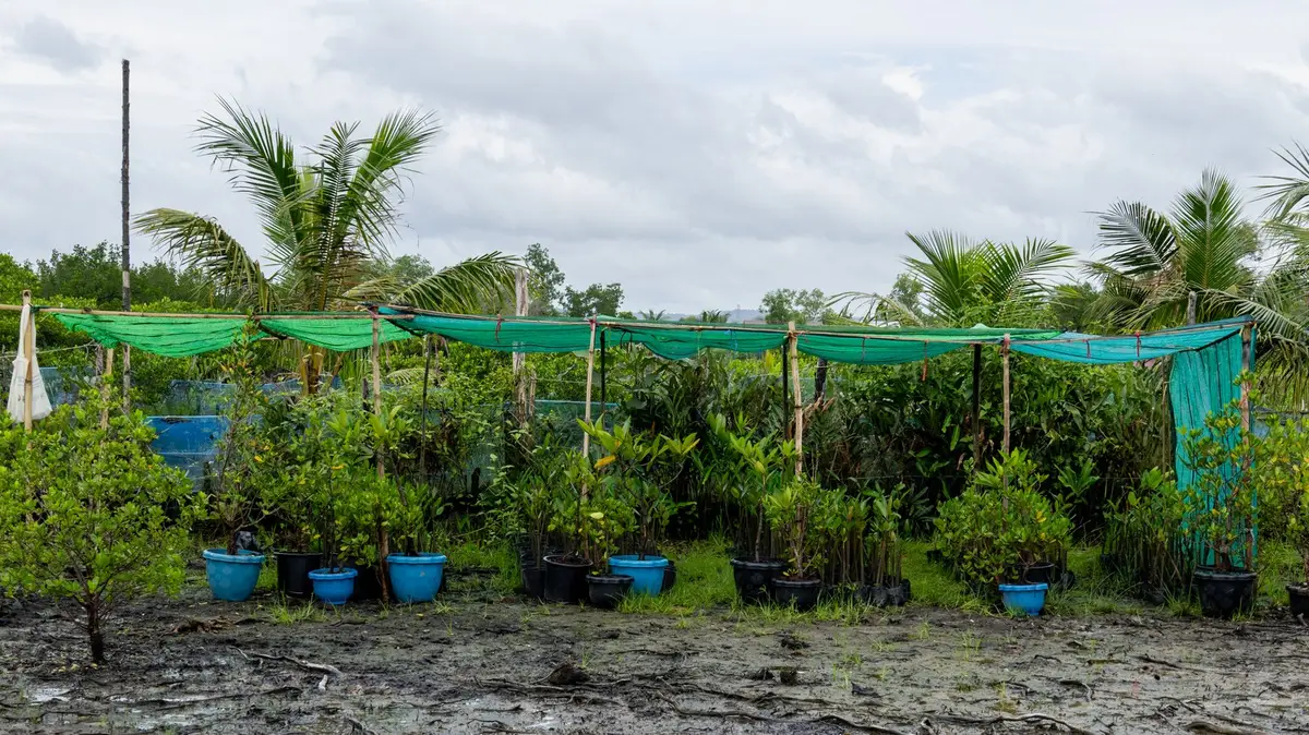 Mangrove nursery at Tumnob Rolok