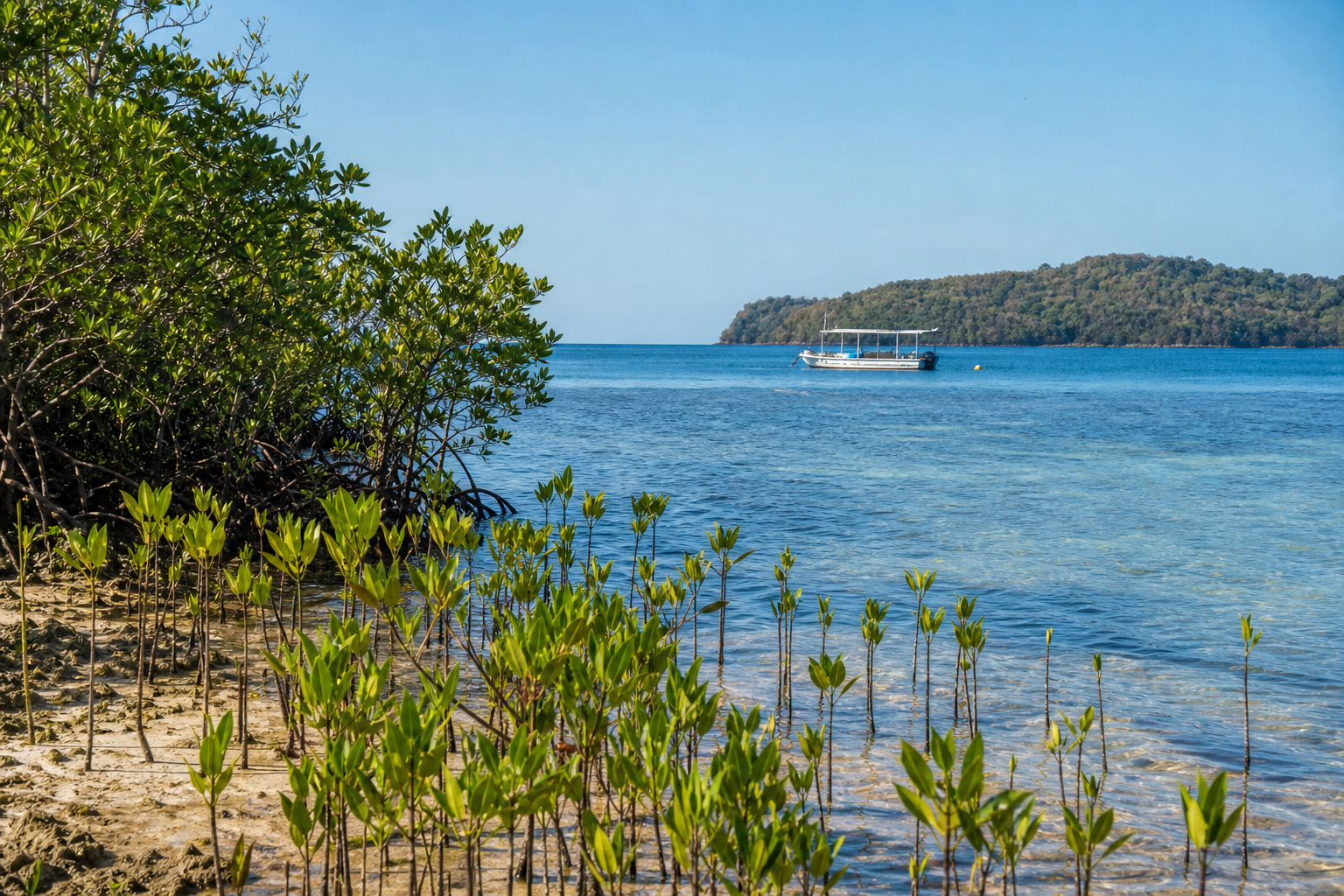 Mangrove restoration and coastal conservation work