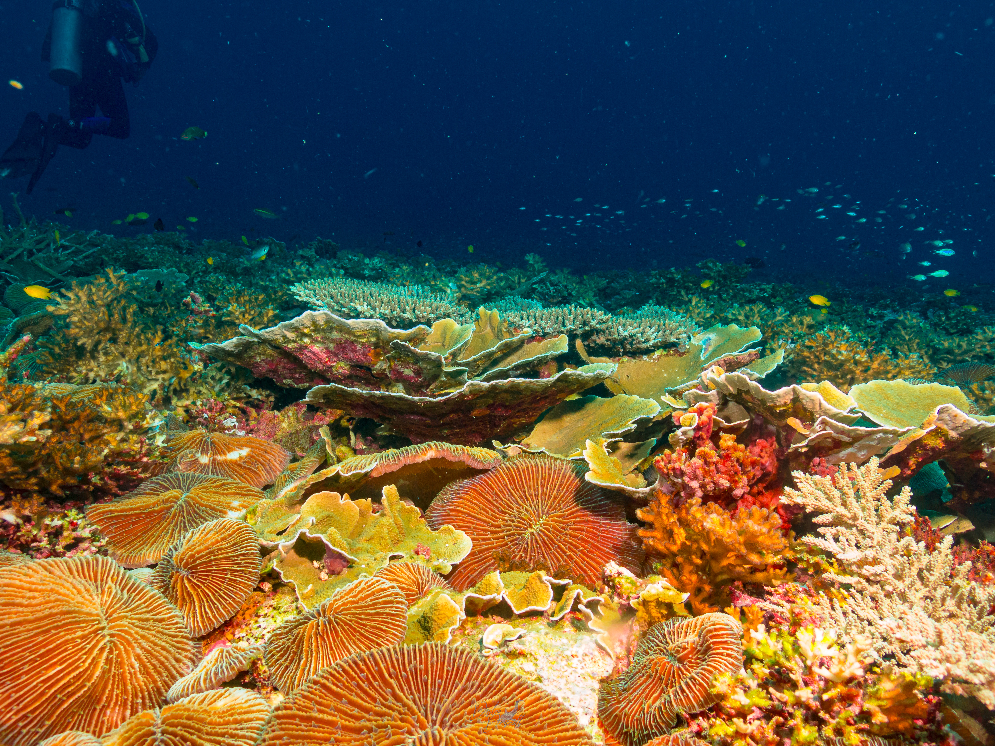 Marine conservation in Cambodia across reefs mangroves seagrass islands and coastal communities