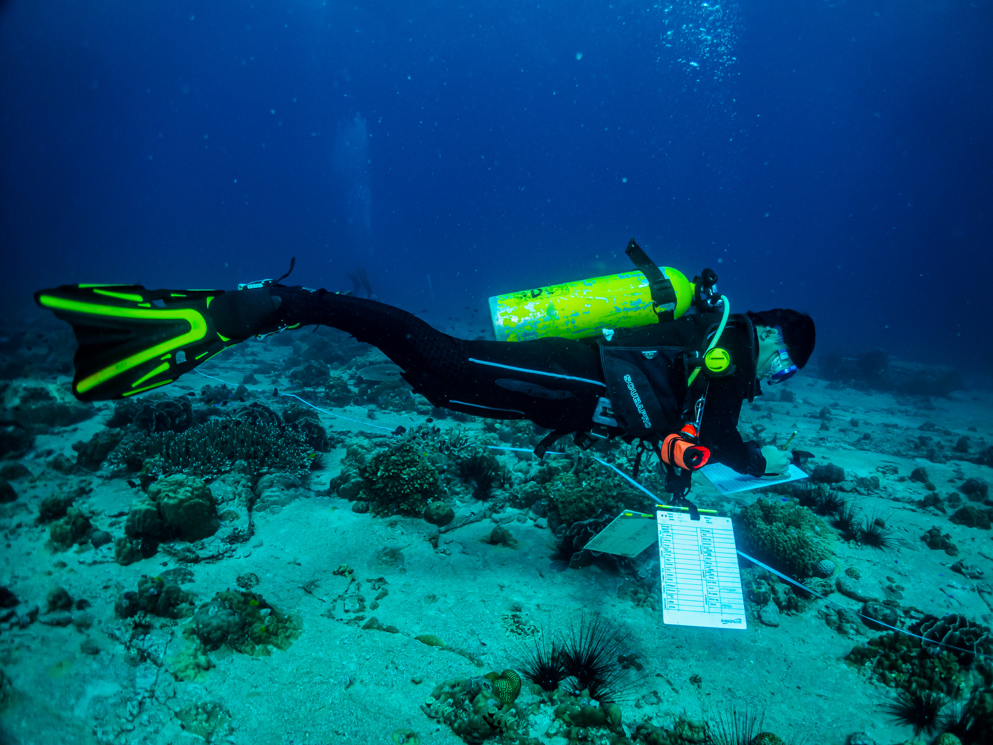 Coral reef monitoring and marine biodiversity observation