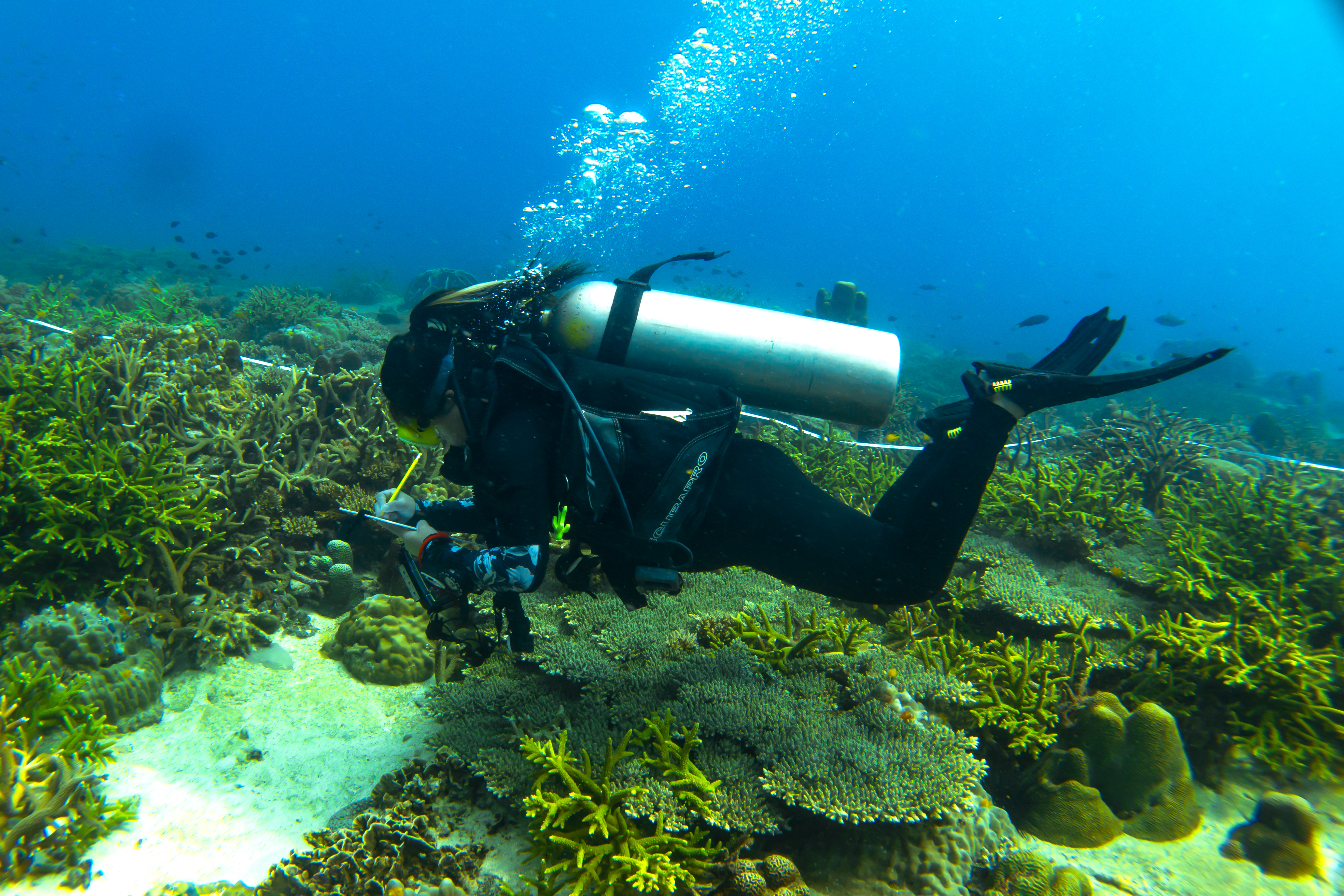 Submerged Ecosystems Recovery Mission